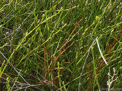 Baccharis brachyphylla