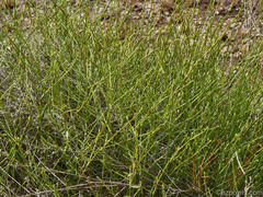 Baccharis brachyphylla