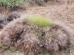 Baccharis brachyphylla