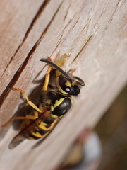 Vespula germanica