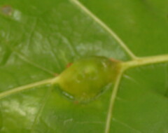 Callirhytis pigra