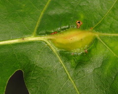 Callirhytis pigra