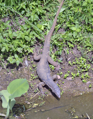 Varanus salvator salvator