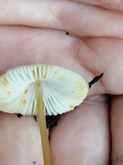 Mycena crocata