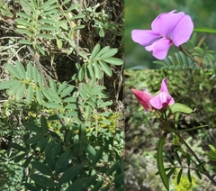 Tephrosia grandiflora
