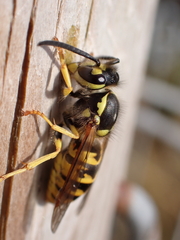 Vespula germanica