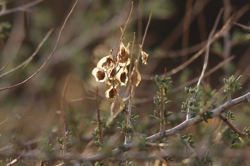 Silver Wingpea (Wiborgia mucronata)