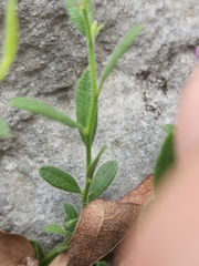 Rhinotropis lindheimeri