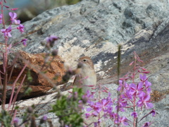 Luscinia megarhynchos