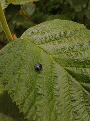 Sehirus cinctus albonotatus