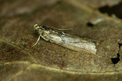 Laodamia faecella