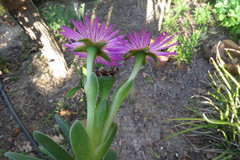 Ruschia diversifolia