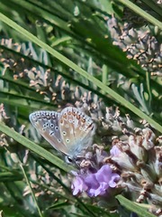 Common Blue