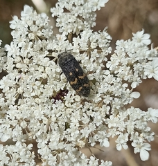 Acmaeoderella flavofasciata flavofasciata