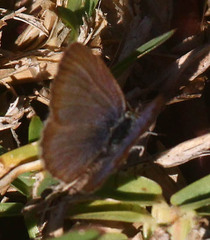 Zizeeria knysna