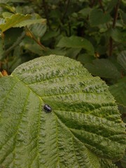 Sehirus cinctus albonotatus