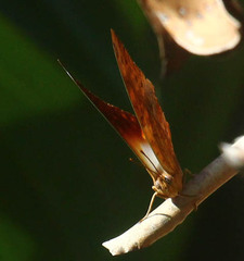 Charaxes varanes