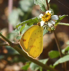 Eurema brigitta