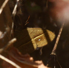 Brakefieldia perspicua