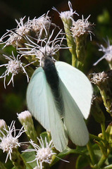 Dixeia charina