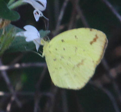 Eurema desjardinsii