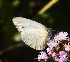 Dixeia charina