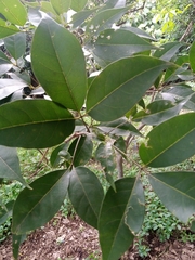 Magnoliopsida
