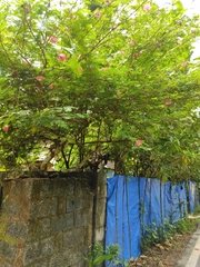 Cantua
