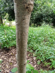 Magnoliopsida