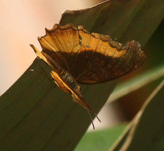 Eurytela dryope