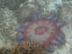 Acanthaster planci