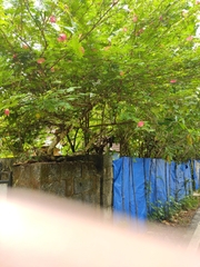 Cantua