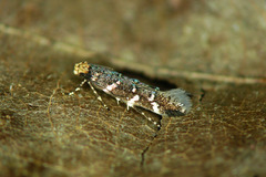 Eteobalea serratella
