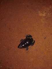 Elachistocleis ovalis