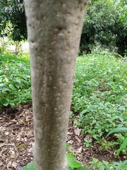 Magnoliopsida