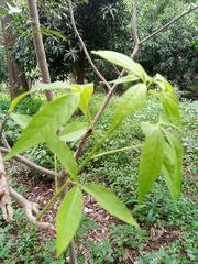 Magnoliopsida