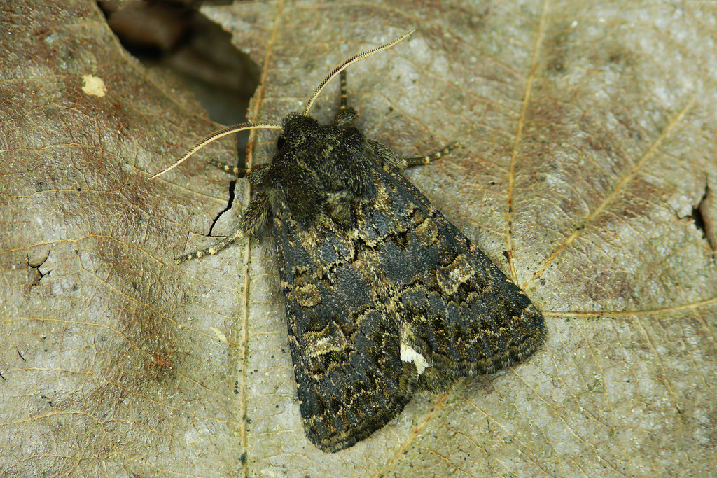 Hedge Rustic