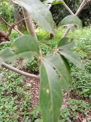 Magnoliopsida