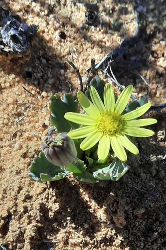 Image of Othonna auriculifolia by (c) Karen Eichholz, some rights reserved (CC BY)