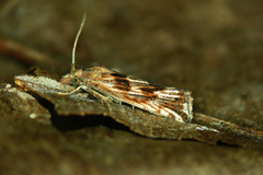 Pelochrista infidana