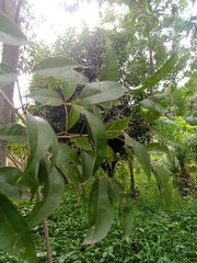Magnoliopsida