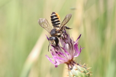 Megachile pilicrus