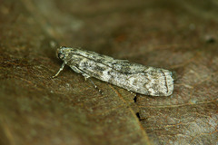 Dioryctria simplicella