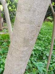 Magnoliopsida