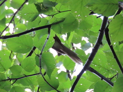 Coccyzus erythropthalmus