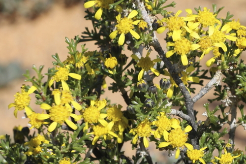 Image of Euryops multifidus by (c) Karen Eichholz, some rights reserved (CC BY)