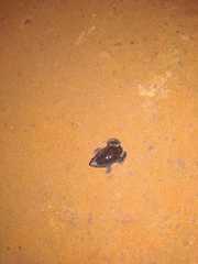 Elachistocleis ovalis