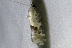 Ponometia altera