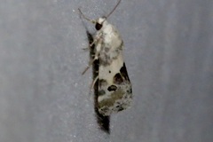 Ponometia altera
