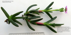 Ruschia diversifolia